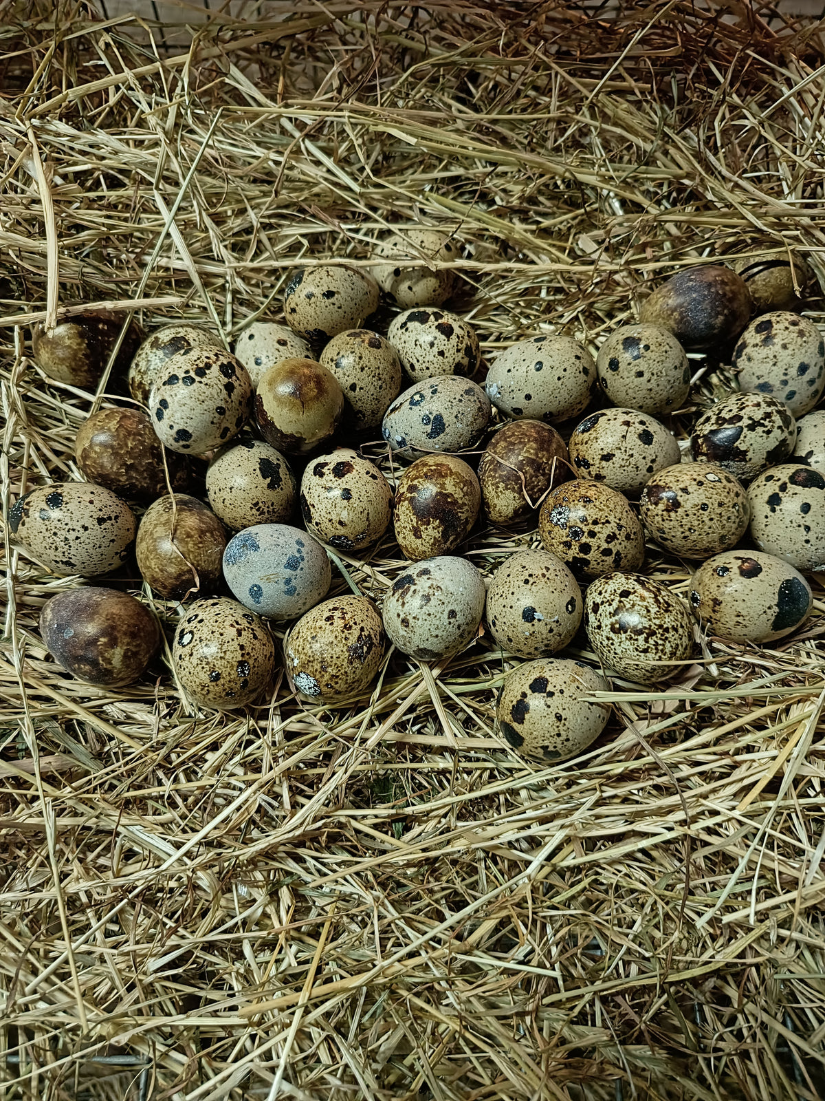 🥚 Vagtelæg til spisning – 6 stk.