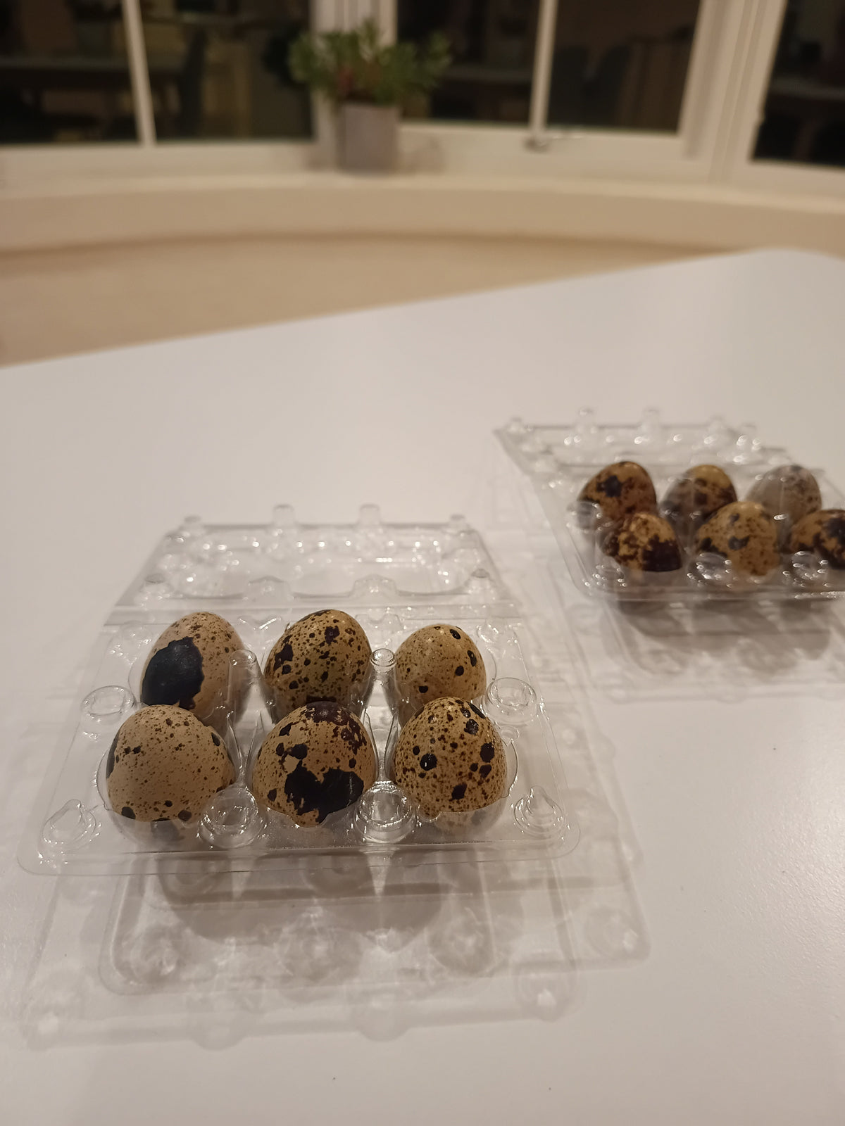 Befrugtede Jumbo vagtelæg – 6 stk.